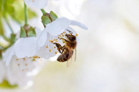 CIAG abeja-1